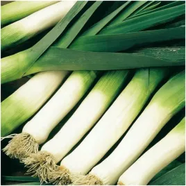 por-tango-odmiana-pozna-bardzo-plenna-nasiona-1-g