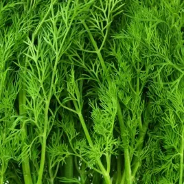 koper-ambrozja-nasiona-niezwykle-aromatyczny