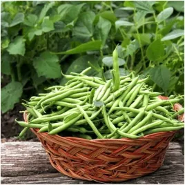 fasola-szaparagowa-zielona-wczesna-bezwloknista-saxa-nasiona-30-g