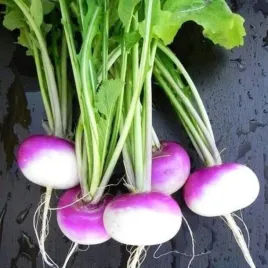 rzodkiewka-bialo-fioletowa-diana-sredniopozna-nasiona-5g