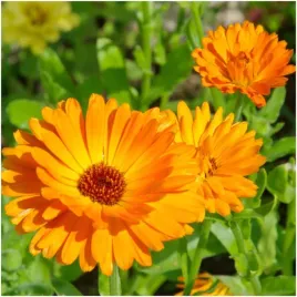 nagietek-lekarski-miododajny-jadalne-kwiaty-nasiona-1g