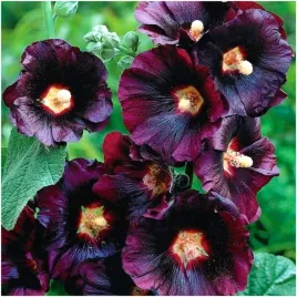 malwa-czarna-kwiaty-jadalne-lecznicza-nasiona-05g