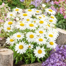 zlocien-wlasciwy-margaretka-nasiona-05-g