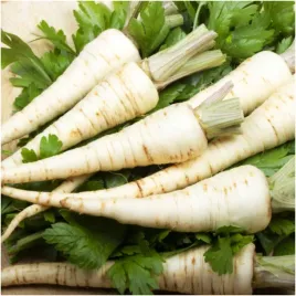 pietruszka-berlinska-halblange-pozna-nasiona-5-g