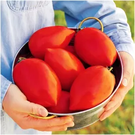 pomidor-szklarniowy-big-mama-f1-bardzo-duze-owoce-nasiona-20-szt