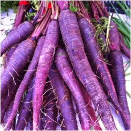marchew-jadalna-gniff-fioletowa-srednio-pozna-nasiona-05-g