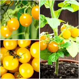 pomidor-koktajlowy-aztek-nasiona-03g-idealny-na-balkon