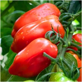 pomidor-gruntowy-sanmaro-f1-idealny-na-przetwory-nasiona-02-g