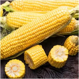 kukurydza-zlota-karlowa-nasiona-wyjatkowo-slodkie-kolby
