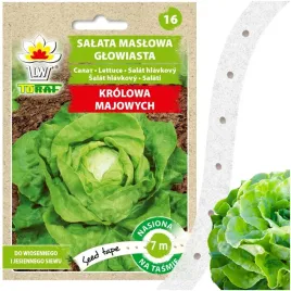 nasiona-warzyw-na-tasmie-salata-maslowa-krolowa-majowych-7-m