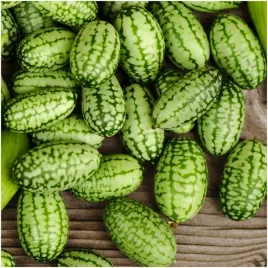 ogorek-meksykanski-nasiona-smaczny-i-oryginalny-miniatura-arbuza