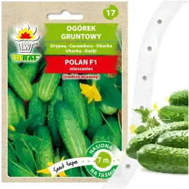 nasiona-warzyw-na-tasmie-ogorek-polan-7-m-srednio-wczesny