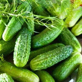 ogorek-konserwowy-ela-mieszaniec-f1-nasiona-3g