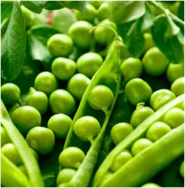 groch-cukrowy-ilowiecki-zielony-bardzo-zdrowy-nasiona-50-g