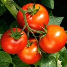 pomidor-bekas-f1-wyrownane-owoce-wysmienity-smak