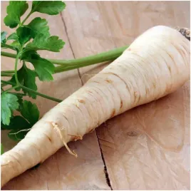 pietruszka-korzeniowa-konika-idealna-do-przechowywania-nasiona-3-g