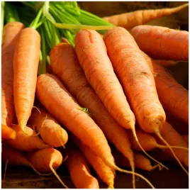 marchew-chantenay-bardzo-wczesna-nasiona-5-g