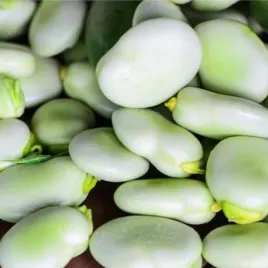 bob-wczesny-bachus-wysoka-plennosc-nasiona-50g