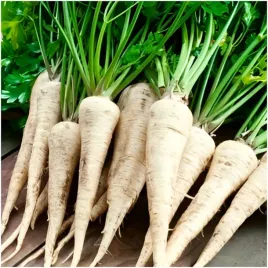 pietruszka-korzeniowa-pozna-alba-idealna-do-przechowywania-nasiona-3-g