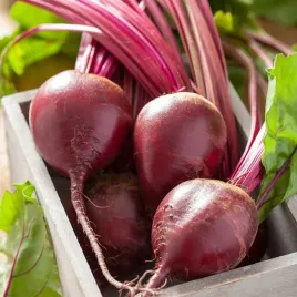 burak-czerwona-kula-2-soczysty-i-bardzo-smaczny