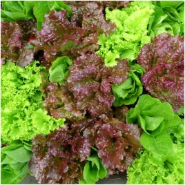 salata-maslowa-fryzowana-fioletowa-i-zielona-mieszanka-odmian-1g