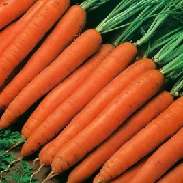 marchew-pierwszy-zbior-bardzo-wczesna-soczysta-nasiona-5-g