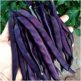 fasola-blauhilde-fioletowa-nasiona-10-g-oryginalny-wyglad-i-smak