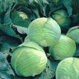 kapusta-langedijker-dauer-zapewnia-obfite-zbiory-nasiona-2-g