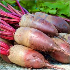 burak-opolski-podluzny-o-delikatnej-konsystencji-nasiona-10-g