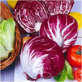 cykoria-palla-rosa-3-bogactwo-witamin-i-mineralow-nasiona-5-g