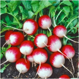 rzodkiewka-caro-bardzo-wczesna-dwubarwna-nasiona-10-g