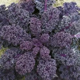 jarmuz-scarlet-plenne-dekoracyjne-fioletowe-liscie-nasiona-1-g