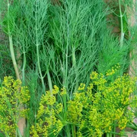 koper-ogrodowy-wczesny-oliver-nasiona-3g