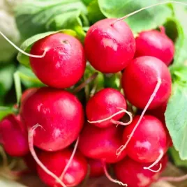 rzodkiewka-srednio-wczesna-ramona-nasiona-5g