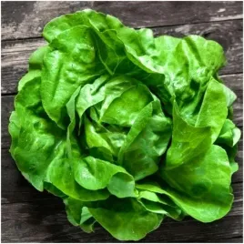 bio-salata-krolowa-majowych-maslowa-ogromne-liscie-nasiona-1-g