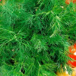 koper-nasiona-moravan-aromatyczne-ziolo-w-kazdej-kuchni-5-g