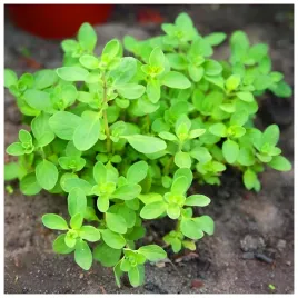 majeranek-swieze-ziola-caly-rok-przyprawa-nasiona-1-g