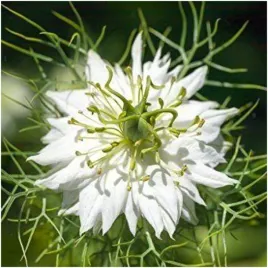 czarnuszka-siewna-nigella-sativa-czarny-kminek-jednoroczna-nasiona-05-g