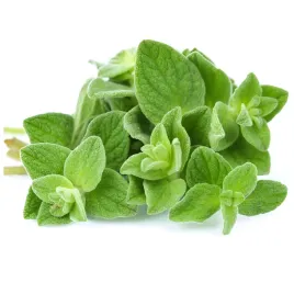 oregano-eteryczne-ziolo-ogrodowe-wydajne-plony-nasiona-05-g