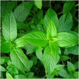 mieta-pieprzowa-ziola-przyprawa-wieloletnia-nasiona-01-g