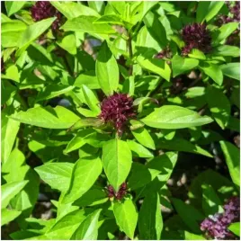 bazylia-tajska-slodka-przyprawa-z-nuta-anyzu-nasiona-05-g