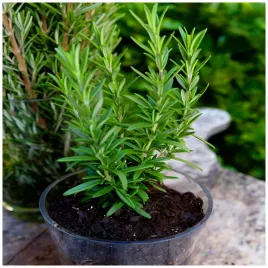 rozmaryn-swieze-ziola-przyprawy-przez-caly-rok-nasiona-01-g