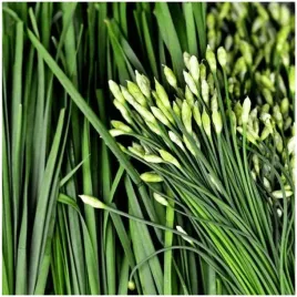 szczypiorek-czosnkowy-aromatyczny-zdrowy-wspiera-odpornosc-nasiona-1-g