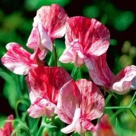 groszek-pachnacy-old-spice-america-nasiona-1-g-unikat