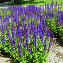 szalwia-lekarska-wieloletnia-fioletowe-kwiaty-miododajna-nasiona-ziol-1-g