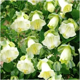 kobea-biala-pnaca-nasiona-przepiekne-dzwonki-kwiatowe