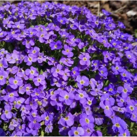 smagliczka-nadmorska-na-balkon-fiolet-nasiona-05-g