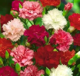 gozdzik-ogrodowy-szabo-mix-kolorow-05g