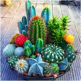 kaktus-mieszanka-odmian-i-kolorow-nasiona-latwa-uprawa