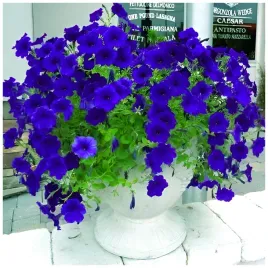 petunia-ogrodowa-wielkokwiatowa-czesciowo-zwisajaca-niebieska-nasiona-001g